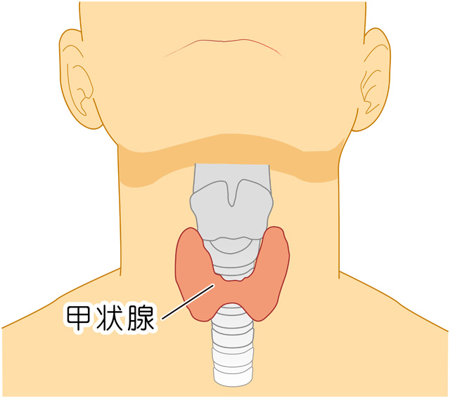 甲状腺疾患