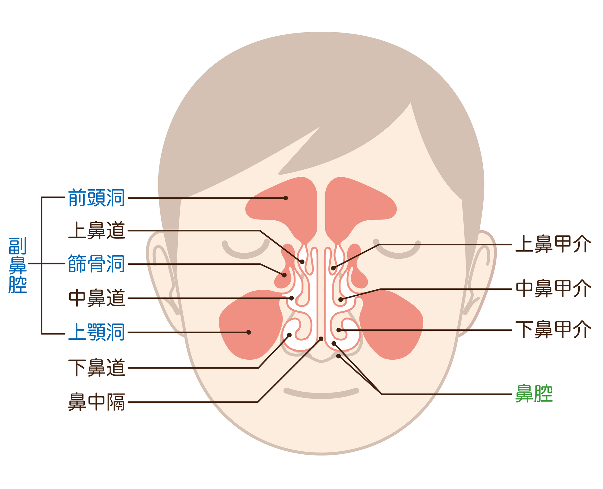 鼻出血が起こる部位と特徴