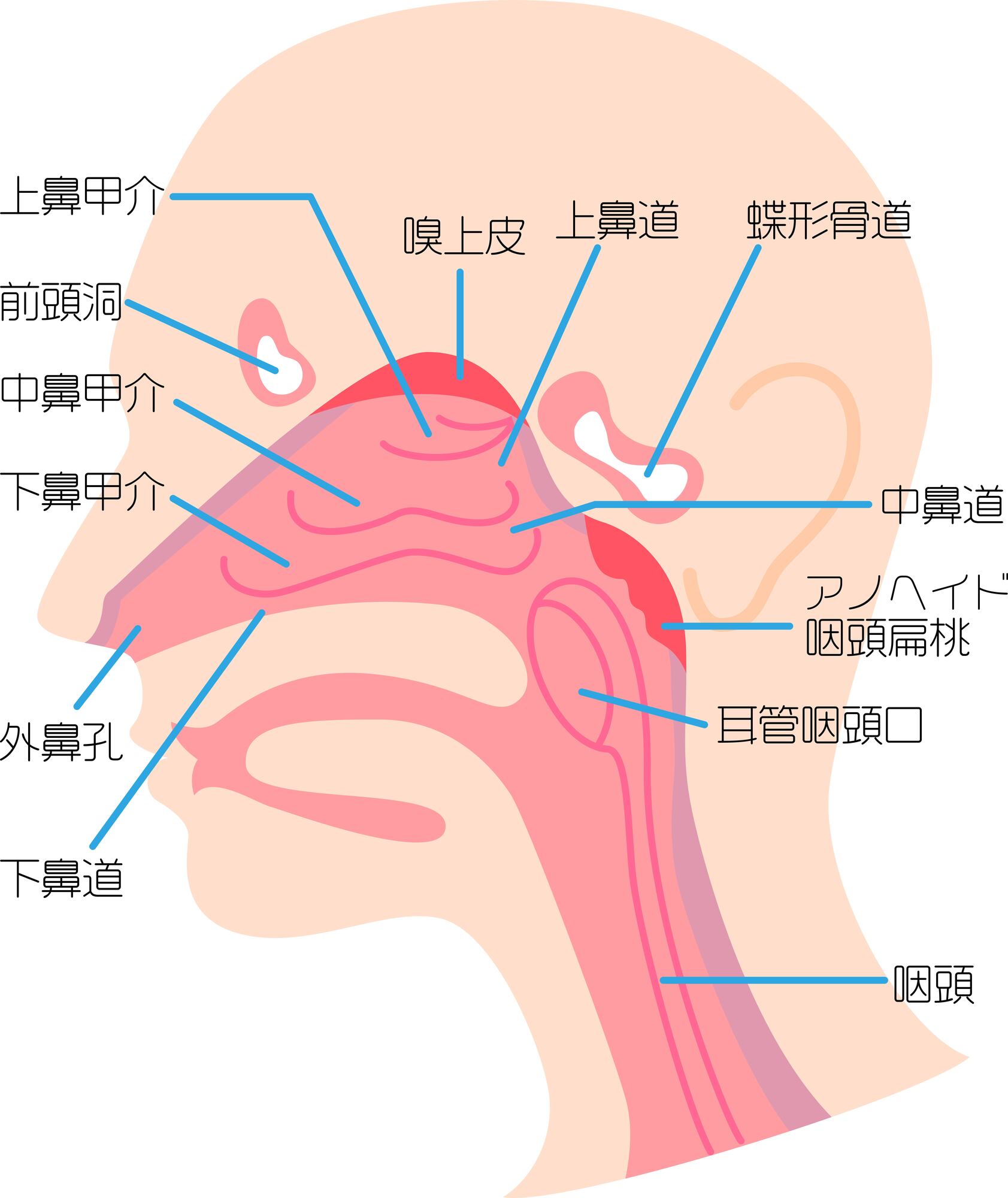 後鼻神経切断術