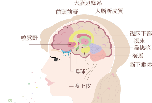 嗅覚の仕組み